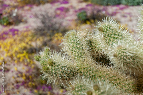 Anza Borrego Desert Flower Bloom