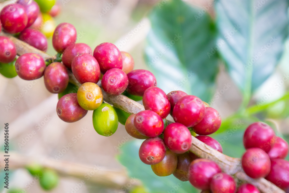 Coffee bean in coffee tree plantation.Fresh green and red berry of coffee in organic farm.