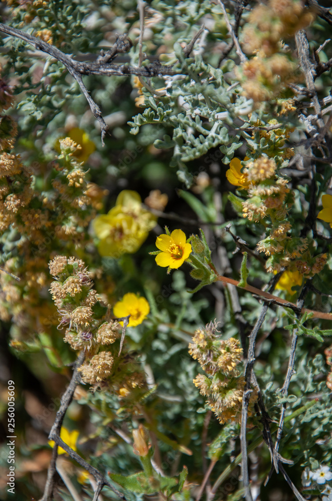 Anza Borrego Desert Flower Bloom Anza Borrego Desert Flower Bloom