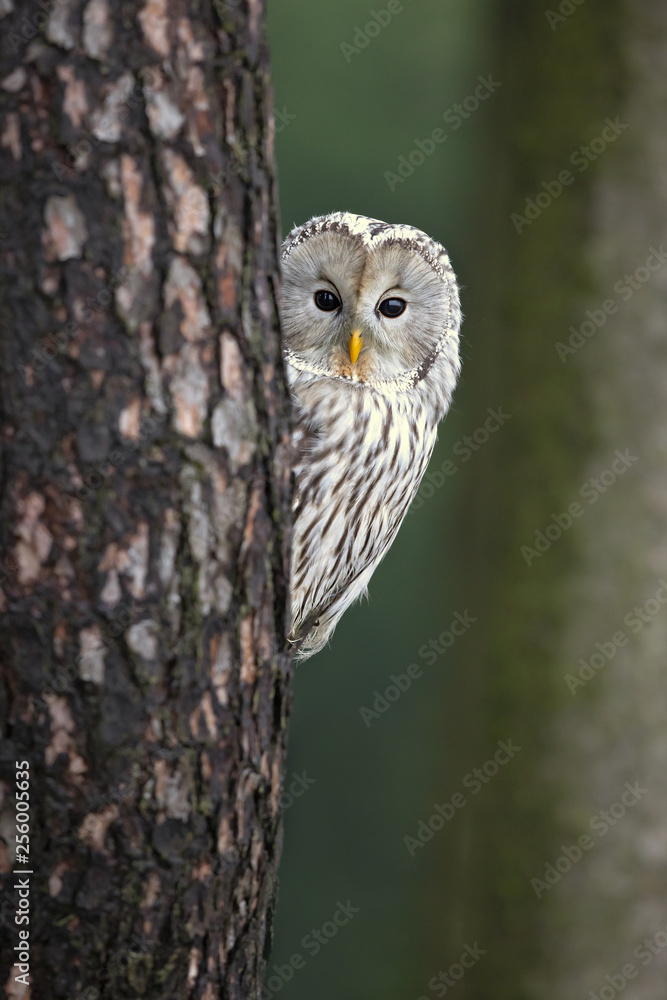 Obraz premium Ural owl (Strix uralensis) is a medium-sized nocturnal owl of the genus Strix, with up to 15 subspecies found in Europe and northern Asia. 