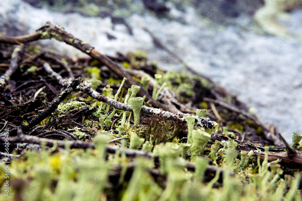 moss on stone moss on stone