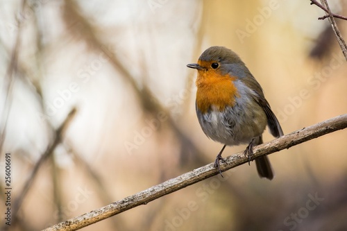 European Robin ( Erithacus rubecula) Orange songbird sitting on the branch
