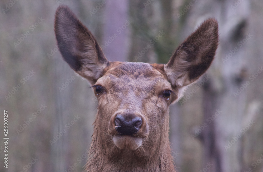 Deer looking at camera Deer looking at camera