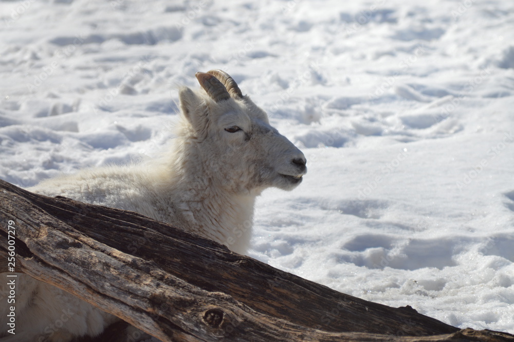 Fototapeta premium Dall sheep in the snow