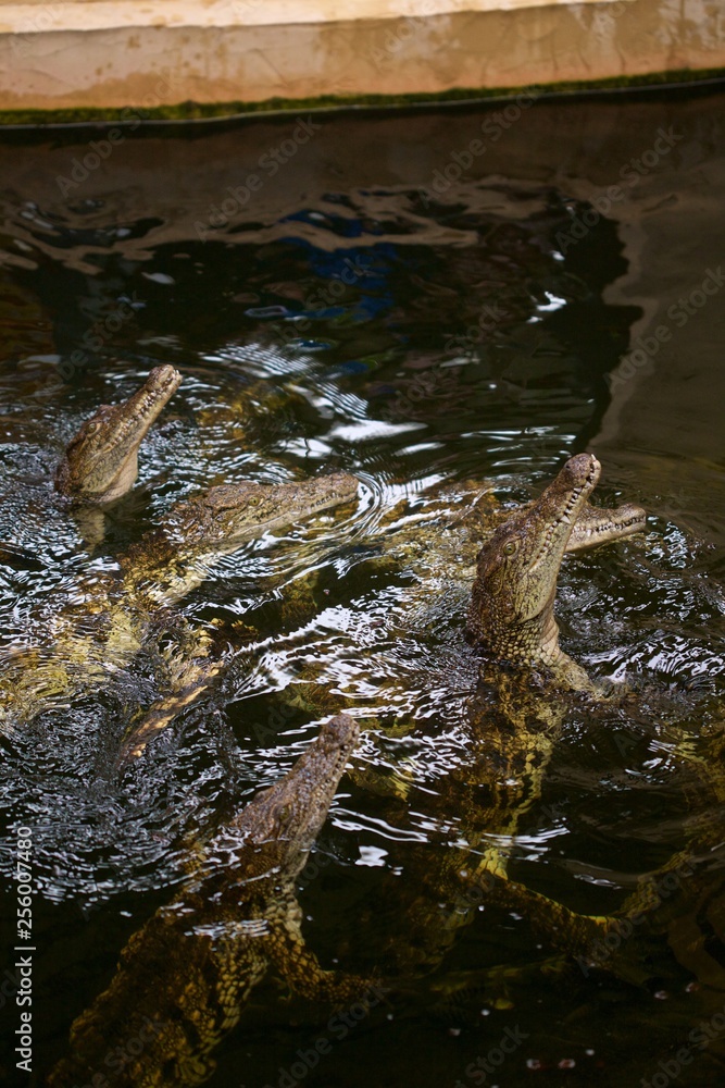 Crocodiles jumping out of the water feeding Crocodiles jumping out of the water feeding