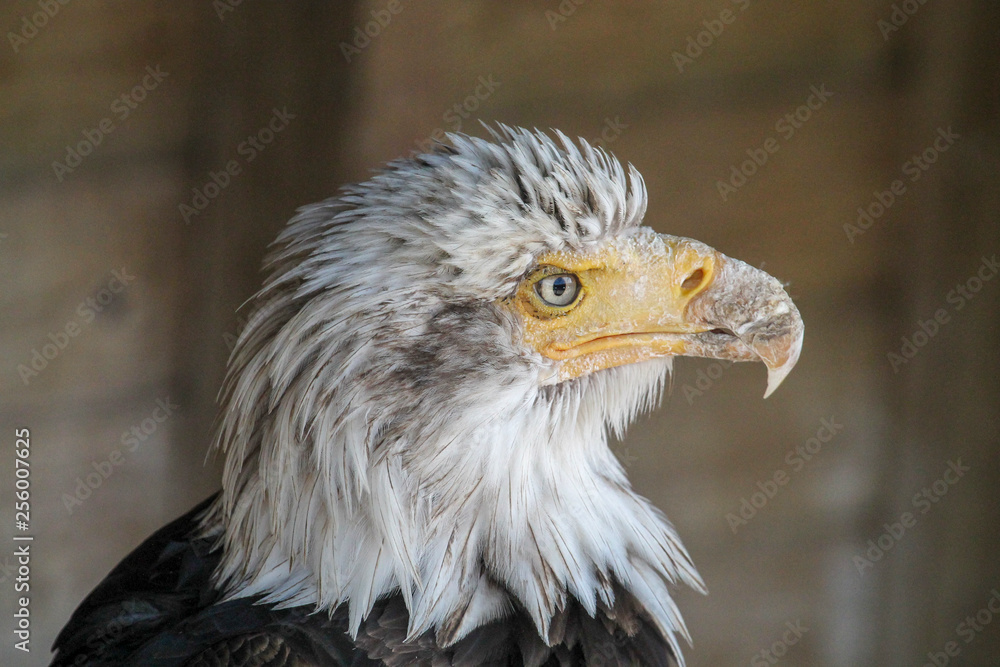 Obraz premium Bald eagle close up portrait