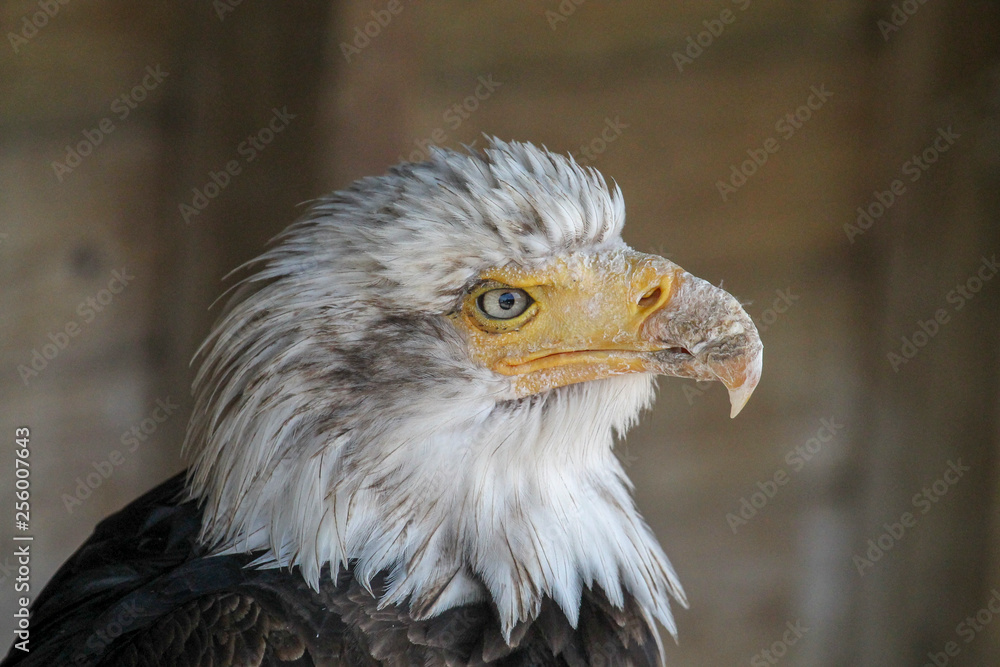 Fototapeta premium Bald eagle close up portrait