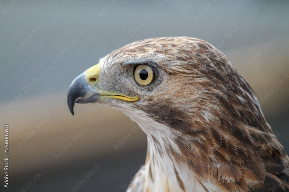 Naklejka premium Hawk looking in to distance