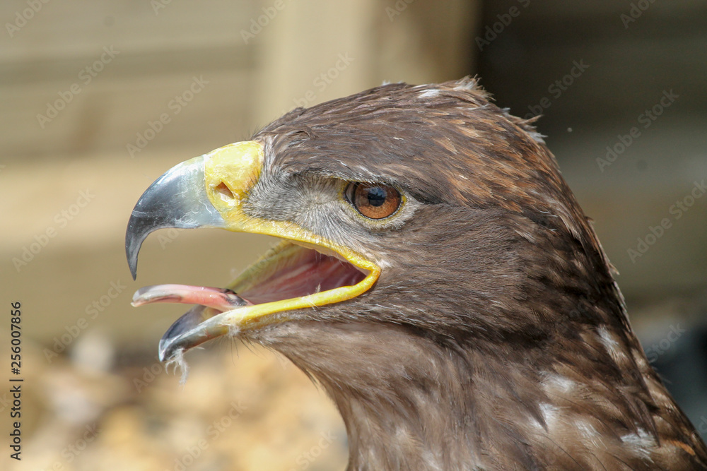 Fototapeta premium Eagle with mouth wide open and tongue sticking out