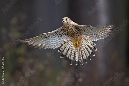Common kestrel (Falco tinnunculus) is a bird of prey species belonging to the kestrel group of the falcon family Falconidae. 