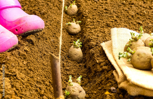 Quadro su tela First early seed potatoes with sprouts or chits on hessian sacking with tubers planted in prepared row of fine prepared soil (Tilth) in background