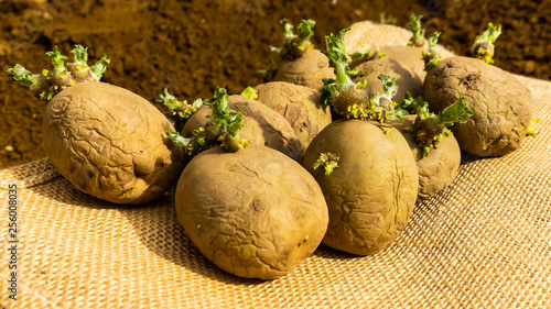 Tableau sur toile Close up of first early seed potatoes with sprouts or chits on hessian sacking, ready for planting, fine prepared soil (Tilth) in background