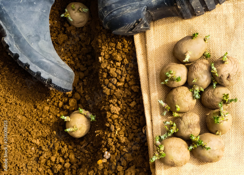 Several first early seed potatoes with sprouts or chits on hessian sacking. Some tubers planted, with blue wellington boots on fine prepared soil (Tilth) in background. Oxfordshire, England. photo