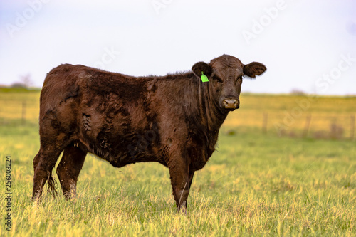 Angus heifer in spring pasture