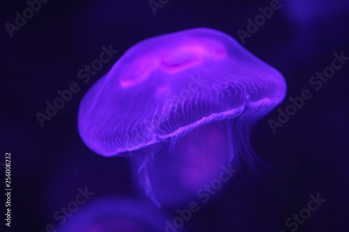 Jellyfish under purple coloured light