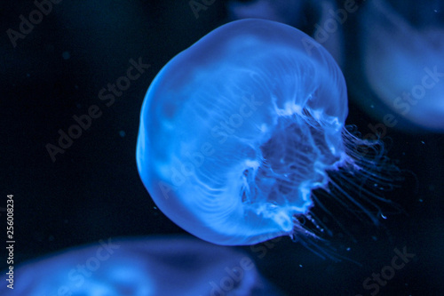Jellyfish under blue coloured light