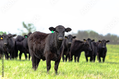 Black Angus herd with heifer in front in focus photo