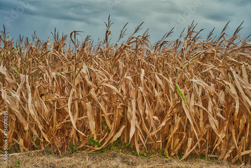 dürres Maisfeld vor der Ernte