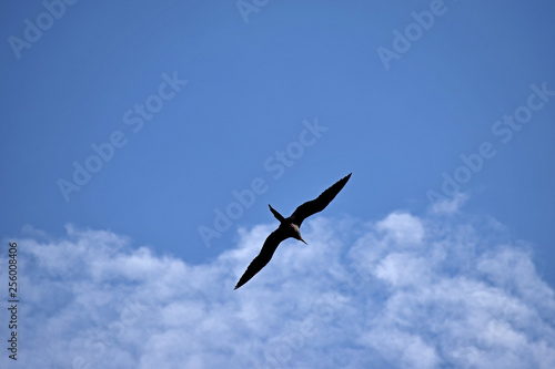 Seagull in the Sky