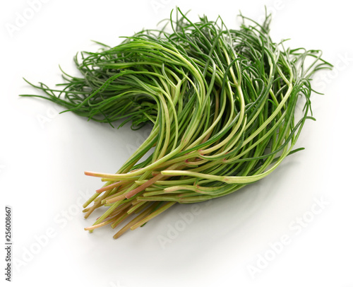 Foto fresh agretti, italian vegetable isolated on white background