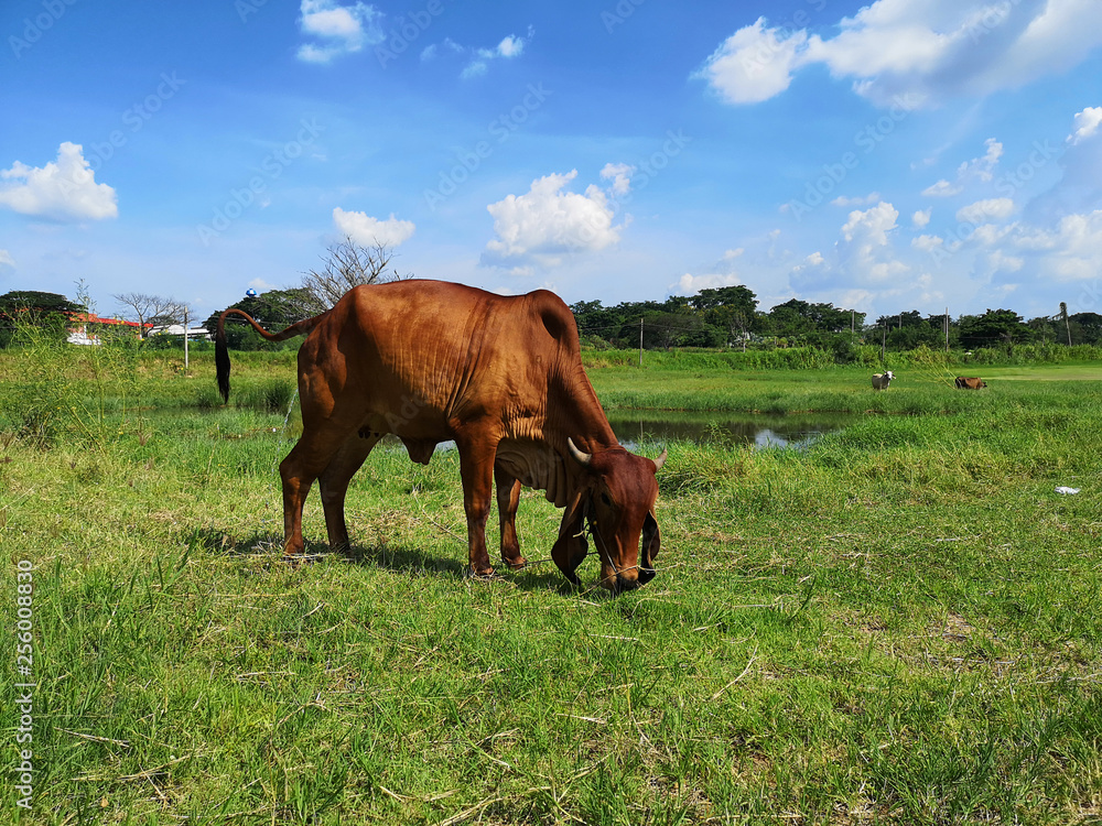 Thai brown cows eating grass in the field Thai brown cows eating grass in the field