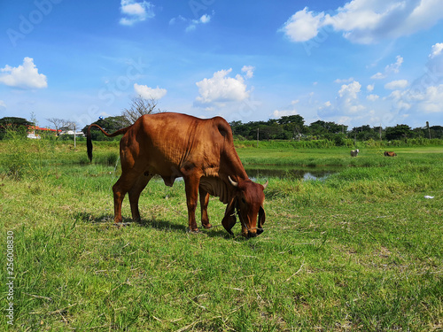 Thai brown cows eating grass in the field © pornchai