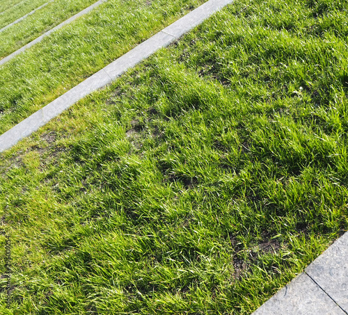 path in garden