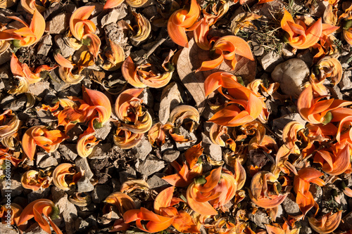 Dried orange flower on the ground in autumn © 9kwan