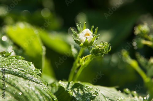 Blooming flowers of strawberry with dew drops in morning. Soft focus © fadzeyeva