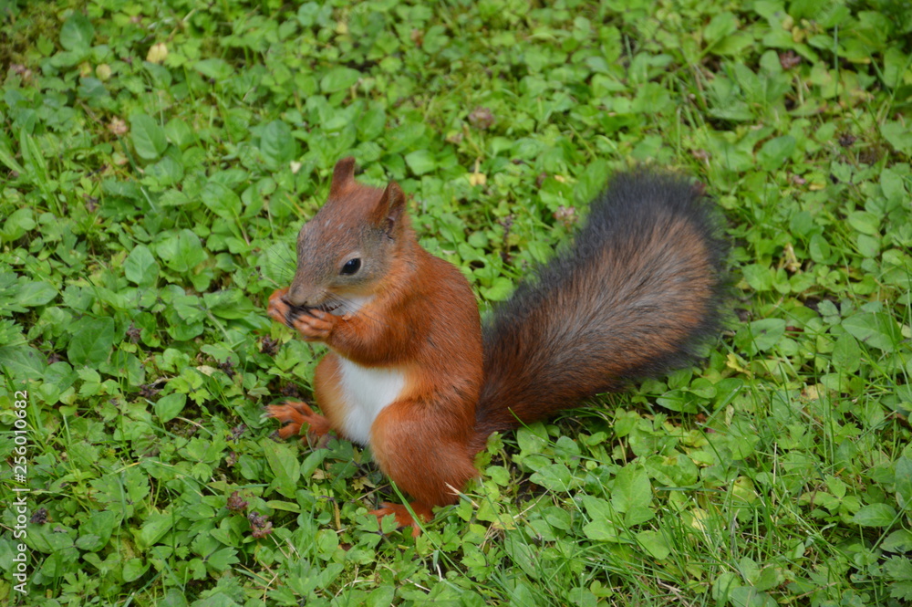 Cute brown squirrel gnaws a nut Cute brown squirrel gnaws a nut