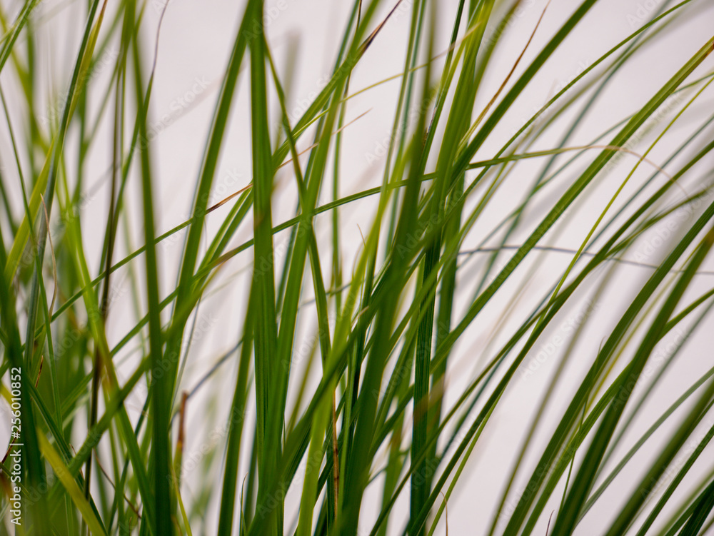 Naklejka premium Gras