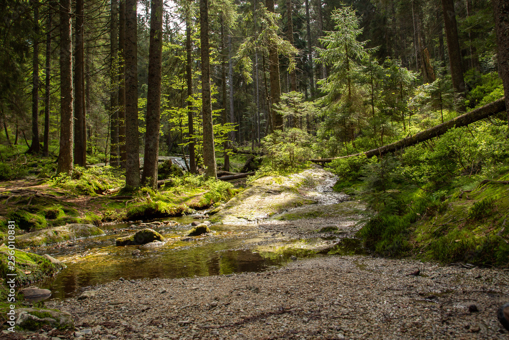 Landscape at the small Arbersee in Bavaria Landscape at the small Arbersee in Bavaria