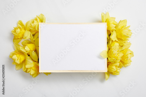 Fototapeta Naklejka Na Ścianę i Meble -  top view of white empty card with yellow narcissus flowers on white background