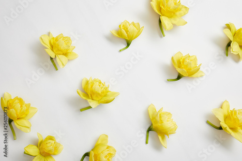 Wallpaper Mural top view of yellow narcissus flowers on white Torontodigital.ca