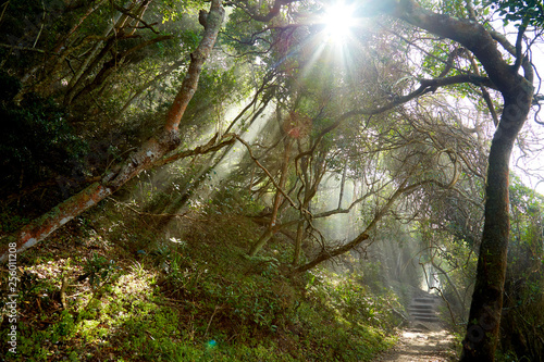 Sunbeams in african jungle photo