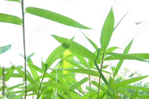 green Bamboo leaf on Black ground white