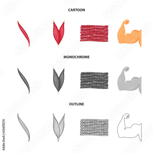 Vector illustration of fiber and muscular symbol. Collection of fiber and body  stock symbol for web.