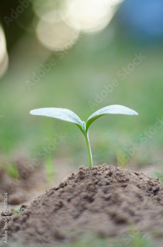 Seeds plant trees, small trees, green trees, do not focus on objects.