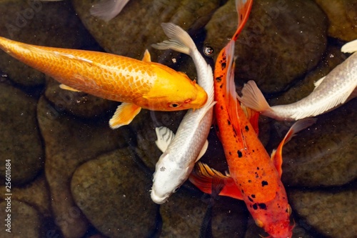 Quadro em tela Carp in pond, colorful fish,  orange.