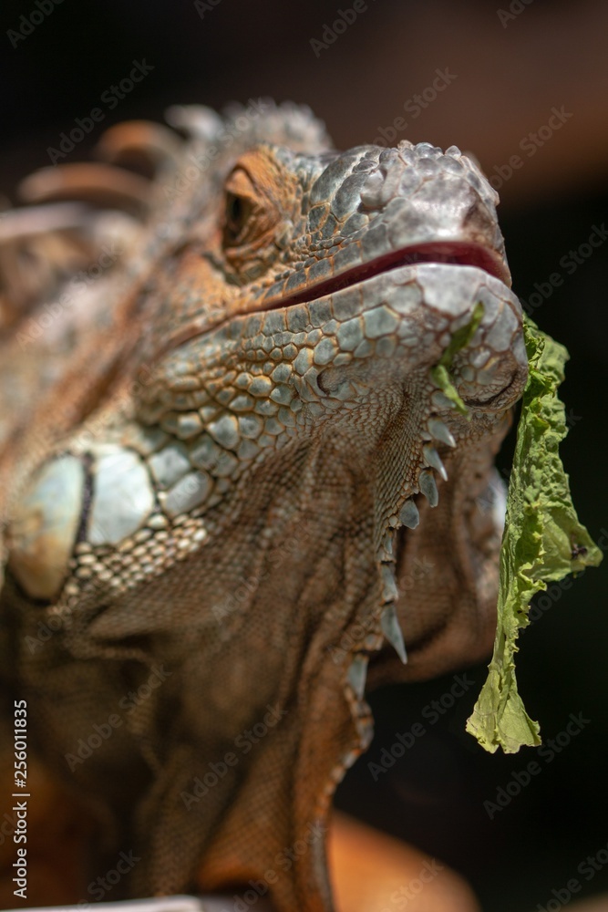 Fototapeta premium orange iguana animal red lizard, background.