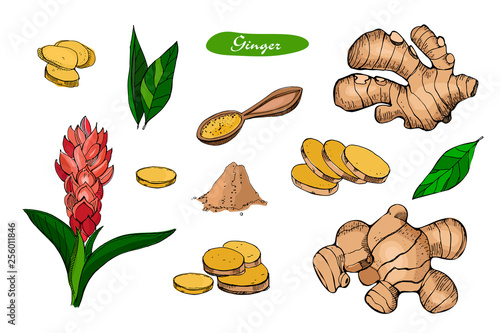Ginger hand drawn vector illustration.Detailed colorful style sketch.Kitchen herbal spice and food ingredient.Ginger flower,powder, leaves, root and pieces .