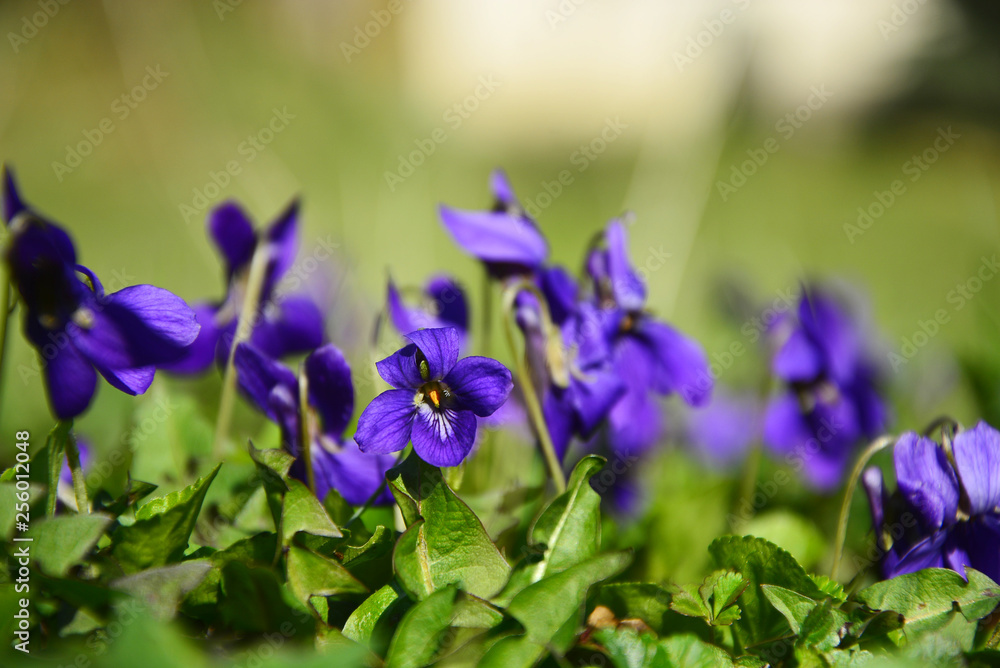 blue iris in the garden