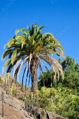 Fototapeta Naklejka Na Ścianę i Meble -  Palm tree