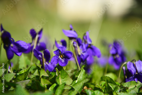 blue iris in the garden