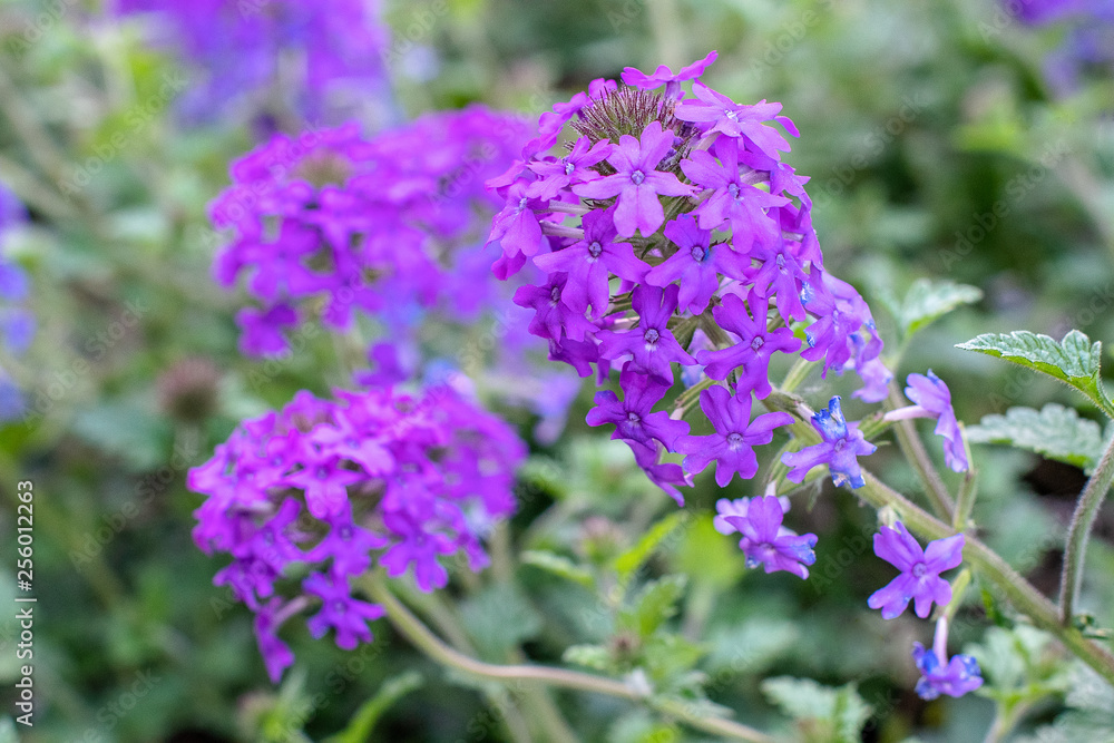 Blooming purple flowers in the garden with textured green foliage ~PURPLE HAZE~ Blooming purple flowers in the garden with textured green foliage ~PURPLE HAZE~