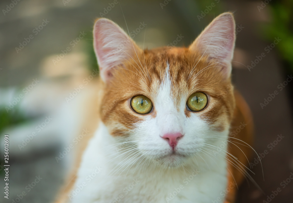 Cute red cat with green eyes close-up