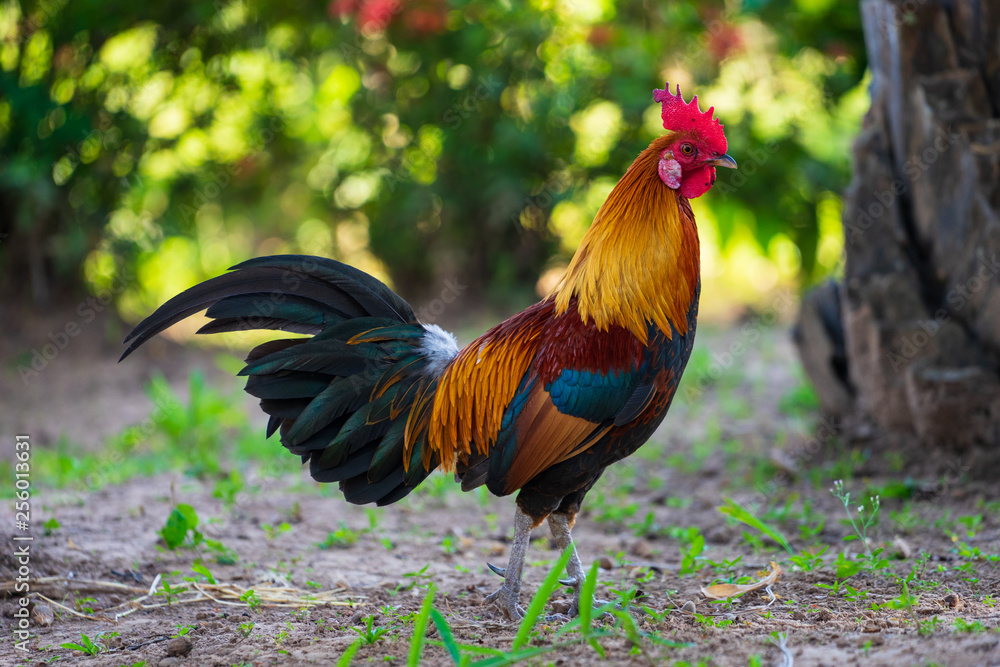 A colorful rooster with red cockscomb. A colorful rooster with red cockscomb.
