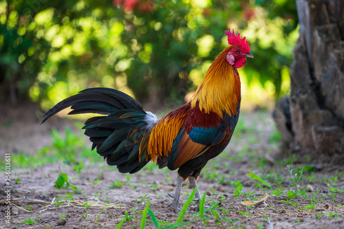 A colorful rooster with red cockscomb. © BigGabig