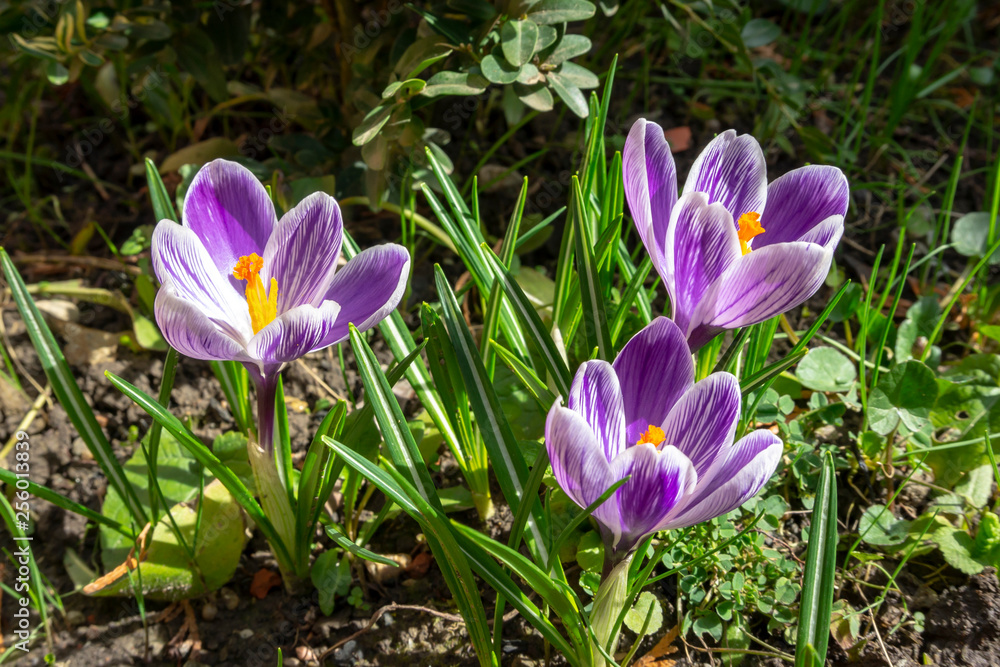Close-up of three beautiful purple King of Striped Crocus. Sunny spring day. The concept of wildlife. Selective focus. Close-up of three beautiful purple King of Striped Crocus. Sunny spring day. The concept of wildlife. Selective focus.