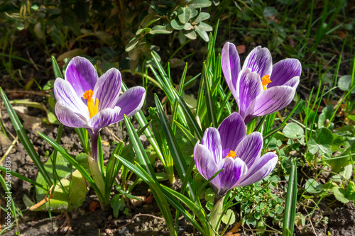 Close-up of three beautiful purple King of Striped Crocus. Sunny spring day. The concept of wildlife. Selective focus.